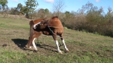 Atlar tarlada otlar. Tarım. Atlara bakmak..