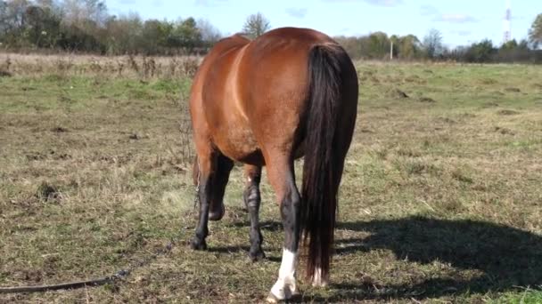 Les chevaux paissent dans les champs. L'agriculture. Prendre soin des chevaux.