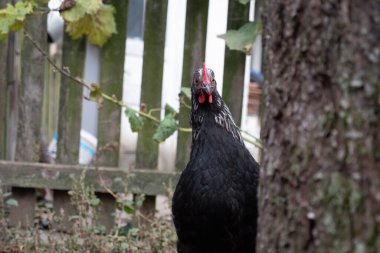 Kırsal bir çiftlikte tavuklar. Tarım. Kümes hayvanları. Çiftleşen tavuklar.