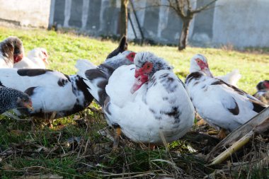 Domestic ducks on the farm. Care and breeding of ducks. clipart