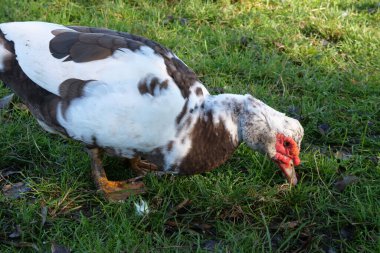 Domestic ducks on the farm. Care and breeding of ducks. clipart