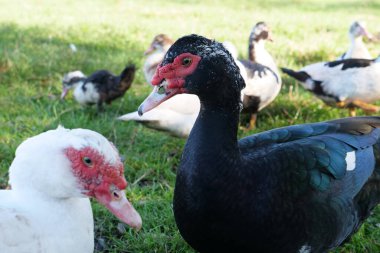 Domestic ducks on the farm. Care and breeding of ducks. clipart