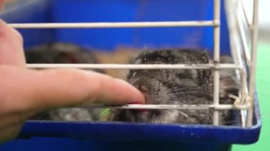 İnsanlar Çingenelerle ilgilenir ve onlarla oynar..