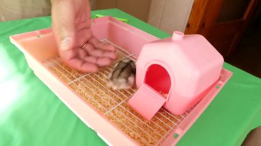 İnsanlar hamsterla ilgileniyor ve oynuyorlar..