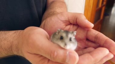 İnsanlar hamsterla ilgileniyor ve oynuyorlar..