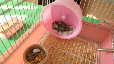 İnsanlar hamsterla ilgileniyor ve oynuyorlar..