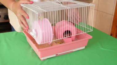 İnsanlar hamsterla ilgileniyor ve oynuyorlar..