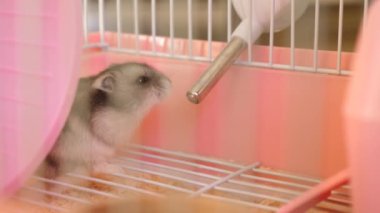 İnsanlar hamsterla ilgileniyor ve oynuyorlar..