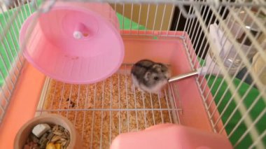 İnsanlar hamsterla ilgileniyor ve oynuyorlar..