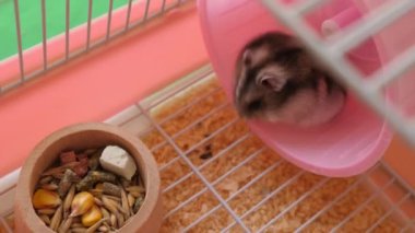 İnsanlar hamsterla ilgileniyor ve oynuyorlar..