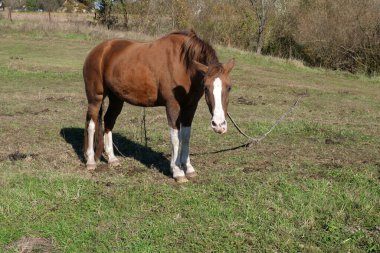 Atlar tarlada otlar. Tarım. Atlara bakmak..