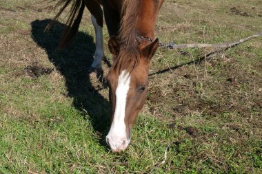 Atlar tarlada otlar. Tarım. Atlara bakmak..