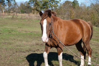 Atlar tarlada otlar. Tarım. Atlara bakmak..