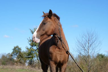 Atlar tarlada otlar. Tarım. Atlara bakmak..