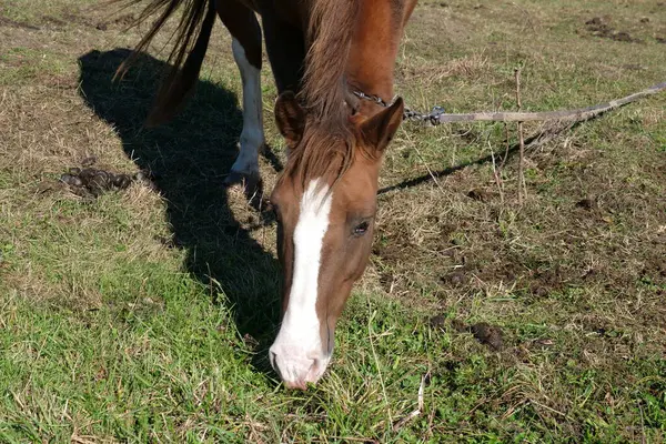Atlar tarlada otlar. Tarım. Atlara bakmak..