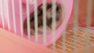 İnsanlar hamsterla ilgileniyor ve oynuyorlar..