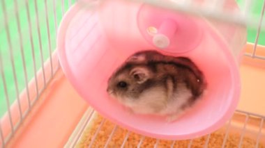 İnsanlar hamsterla ilgileniyor ve oynuyorlar..