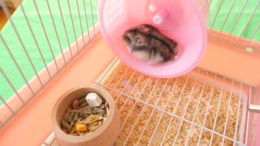 İnsanlar hamsterla ilgileniyor ve oynuyorlar..