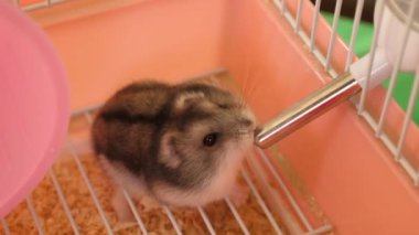 İnsanlar hamsterla ilgileniyor ve oynuyorlar..