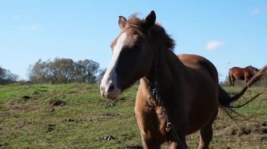 Atlar tarlada otlar. Tarım. Atlara bakmak..