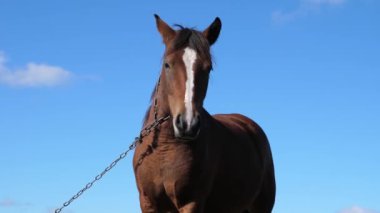 Atlar tarlada otlar. Tarım. Atlara bakmak..