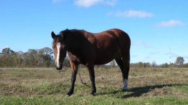 Atlar tarlada otlar. Tarım. Atlara bakmak..