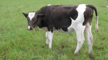 İnekler çayırda otlar. Tarım. Sığır yetiştiriciliği.