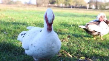 Çiftlikteki evcil ördekler. Ördeklerin bakımı ve üremesi.