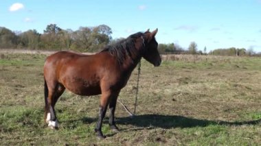 Atlar tarlada otlar. Tarım. Atlara bakmak..