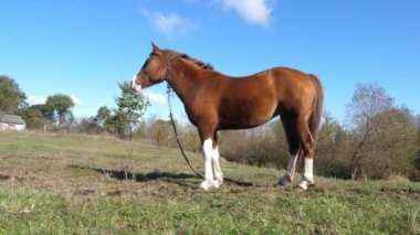 Atlar tarlada otlar. Tarım. Atlara bakmak..