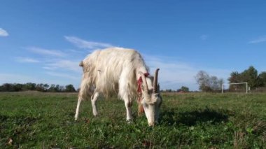 Keçiler çayırda otlar. Tarım. Keçilerin bakımı.