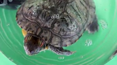 İnsanlar kırmızı kulaklı bir kaplumbağayla ilgilenir ve onunla oynarlar..