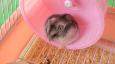 İnsanlar hamsterla ilgileniyor ve oynuyorlar..