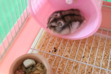 İnsanlar hamsterla ilgileniyor ve oynuyorlar..