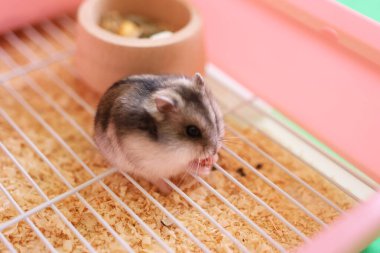 İnsanlar hamsterla ilgileniyor ve oynuyorlar..