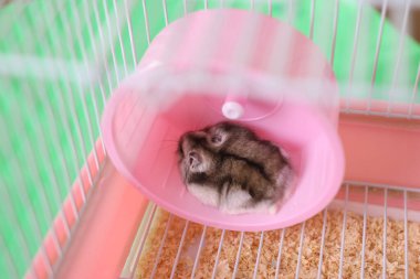 İnsanlar hamsterla ilgileniyor ve oynuyorlar..