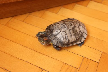 İnsanlar kırmızı kulaklı bir kaplumbağayla ilgilenir ve onunla oynarlar..