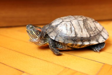 İnsanlar kırmızı kulaklı bir kaplumbağayla ilgilenir ve onunla oynarlar..