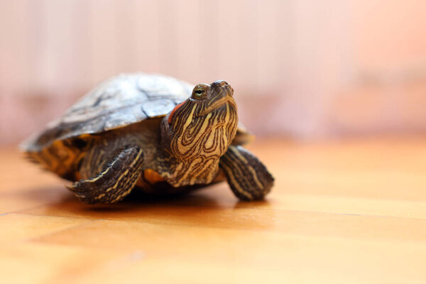 People care for and play with a pet red-ear turtle.