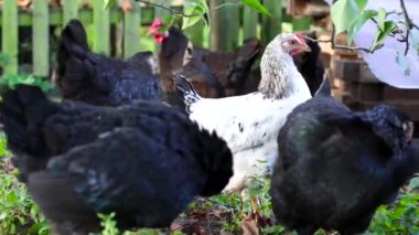 Kırsal bir çiftlikte tavuklar. Tarım. Kümes hayvanları yetiştiriliyor.. 