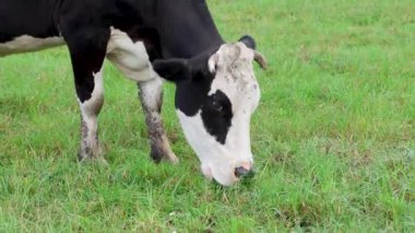 İnekler çayırda otlar. Tarım. Sığır yetiştiriciliği.