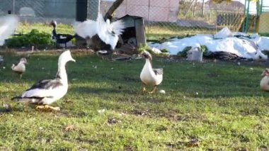 Çiftlikteki evcil ördekler. Ördeklerin bakımı ve üremesi.