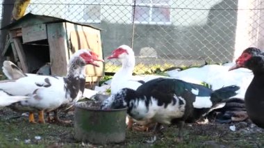 Çiftlikteki evcil ördekler. Ördeklerin bakımı ve üremesi.