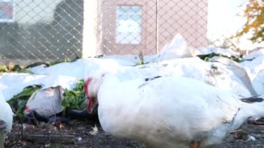 Çiftlikteki evcil ördekler. Ördeklerin bakımı ve üremesi.