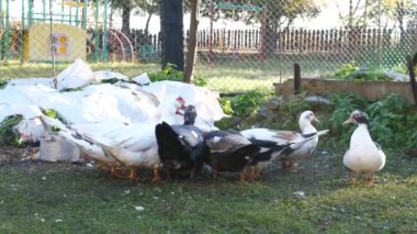 Çiftlikteki evcil ördekler. Ördeklerin bakımı ve üremesi.