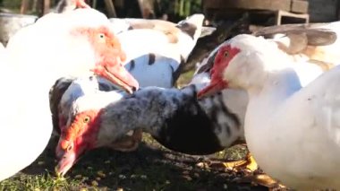 Çiftlikteki evcil ördekler. Ördeklerin bakımı ve üremesi.