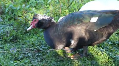 Çiftlikteki evcil ördekler. Ördeklerin bakımı ve üremesi.