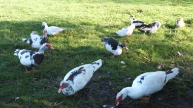 Çiftlikteki evcil ördekler. Ördeklerin bakımı ve üremesi.
