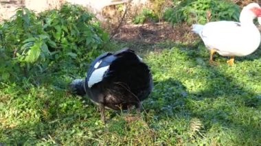 Çiftlikteki evcil ördekler. Ördeklerin bakımı ve üremesi.