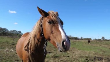 Atlar tarlada otlar. Tarım. Atlara bakmak..